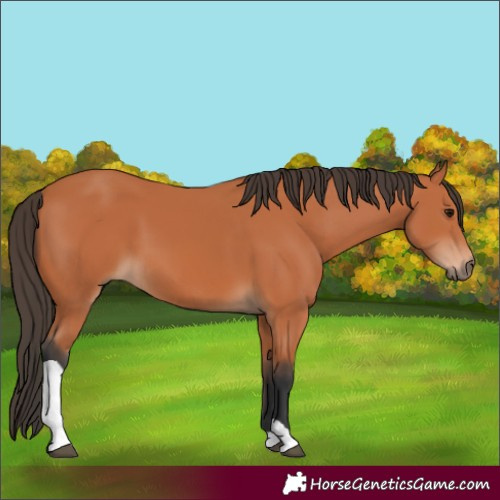 Horse Color:Bay Tobiano 