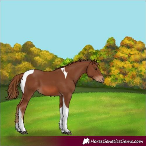 Horse Color:Chestnut Tobiano