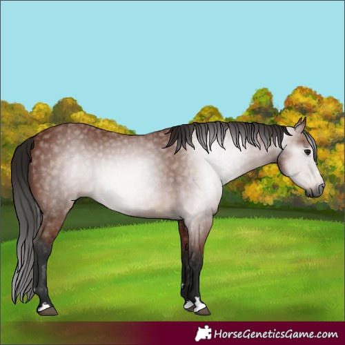 Horse Color:Gray Bay 