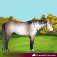 Horse Color:Gray Bay 