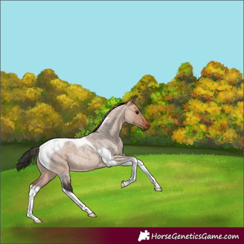 Horse Color:Bay Roan Dun Tobiano 