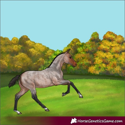Horse Color:Bay Roan 