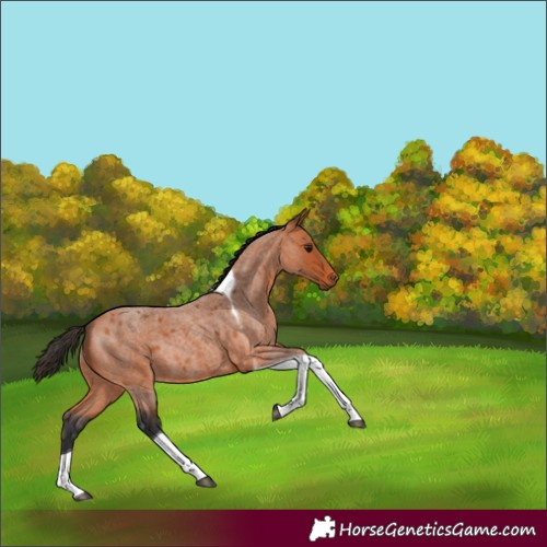 Horse Color:Bay Roan Tobiano Rabicano