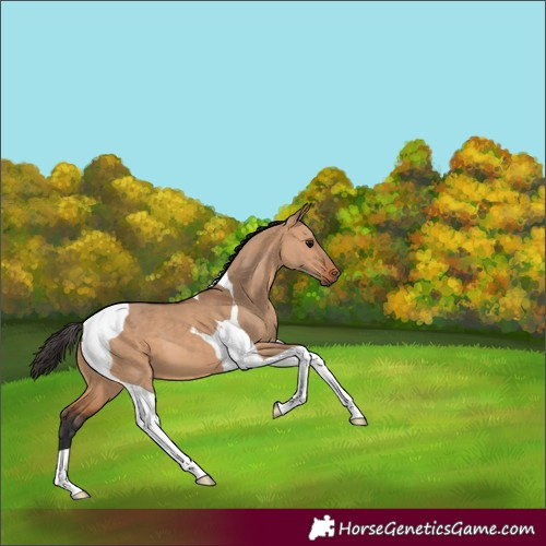 Horse Color:Bay Dun Tobiano 