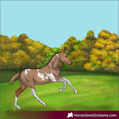 Horse Color:Red Dun Tobiano 