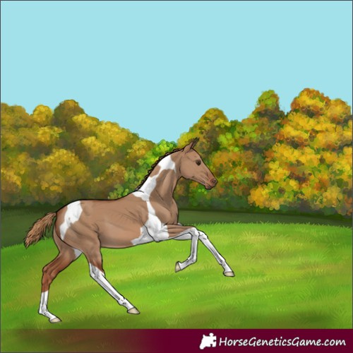 Horse Color:Red Dun Tobiano 