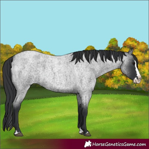 Horse Color:Blue Roan Splash 