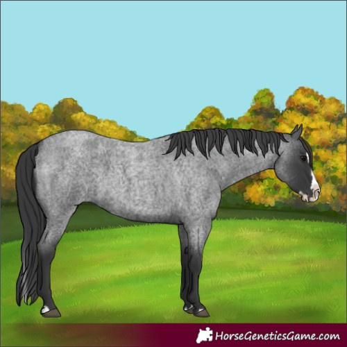 Horse Color:Blue Roan Splash 