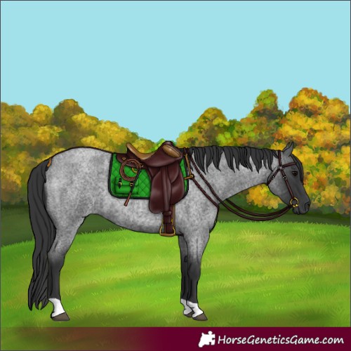 Horse Color:Blue Roan