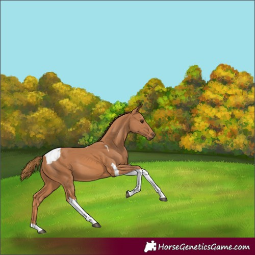 Horse Color:Chestnut Tobiano