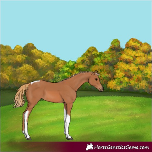 Horse Color:Chestnut Tobiano 