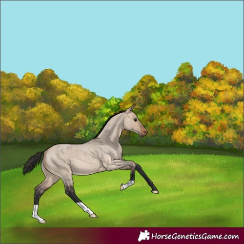 Horse Color:Brown Roan Dun 