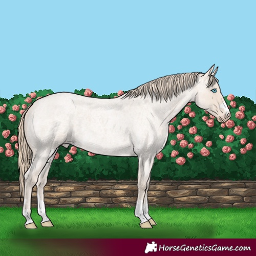 Horse Color:Smoky Creme Roan 