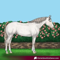 Horse Color:Smoky Creme Roan 