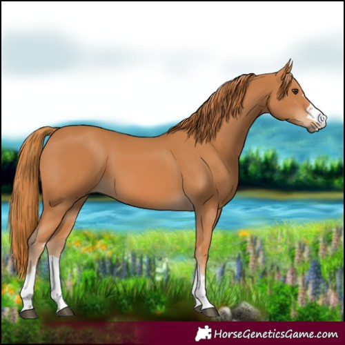 Horse Color:Chestnut 
