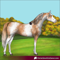Horse Color:White Spotted Chestnut Splash