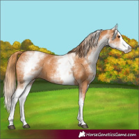 Horse Color:White Spotted Chestnut Splash 