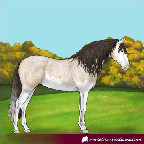 Horse Color:Buckskin Roan Splash 