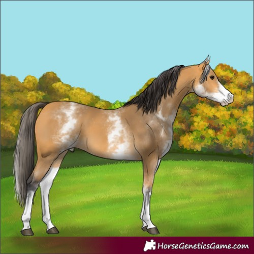 Horse Color:White Spotted Buckskin 
