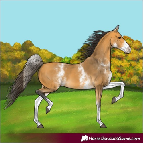 Horse Color:White Spotted Buckskin 