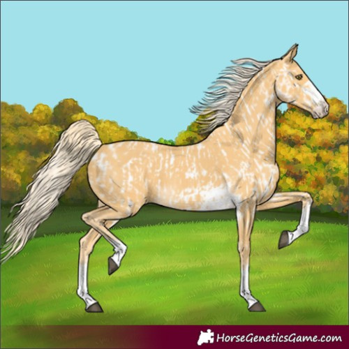 Horse Color:Palomino Appaloosa  and Palomino 