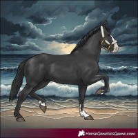 Horse Color:Black Splash 