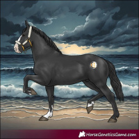 Horse Color:Black Splash 