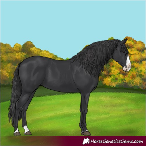 Horse Color:Black Splash 