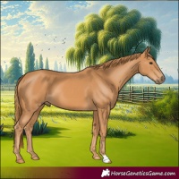 Horse Color:Chestnut 