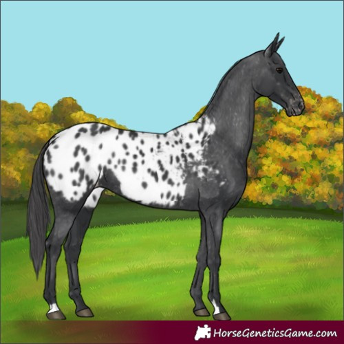Horse Color:Black Blanket Rabicano 