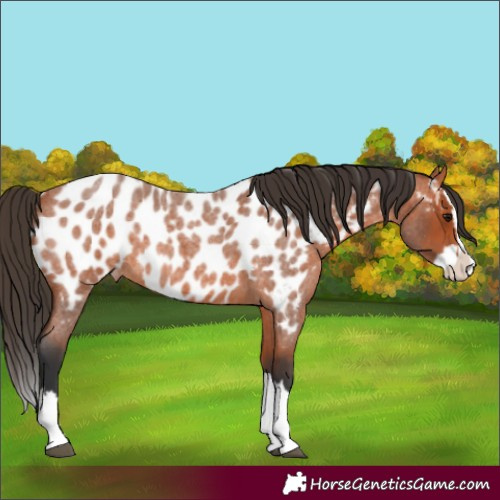 Horse Color:Bay Roan Splash Appaloosa 