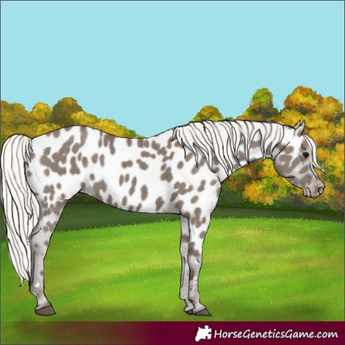 Horse Color:Silver Grullo Appaloosa Rabicano 