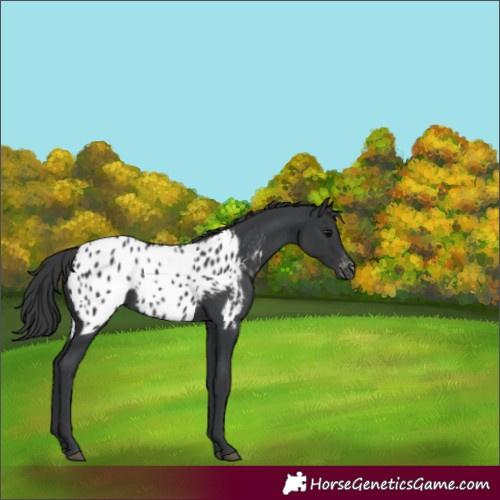 Horse Color:Black Appaloosa Rabicano 