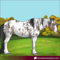 Horse Color:White Spotted Liver Chestnut Sabino