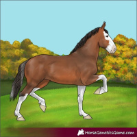 Horse Color:Bay Splash 