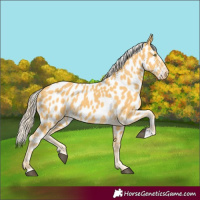 Horse Color:Palomino Appaloosa