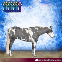 Horse Color:Smoky Black Pearl Sabino Appaloosa and Smoky Black Appaloosa Rabicano