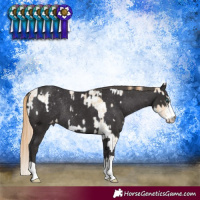 Horse Color:Smoky Black Pearl Sabino Blanket and Smoky Black Blanket Rabicano