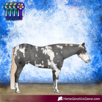 Horse Color:Smoky Black Pearl Sabino Appaloosa and Smoky Black Appaloosa Rabicano