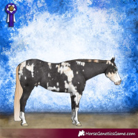 Horse Color:Smoky Black Pearl Sabino Appaloosa  and Smoky Black Appaloosa Rabicano 