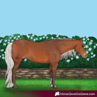 Horse Color:Silver Bay Sabino Appaloosa 