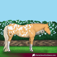 Horse Color:Palomino Tobiano Blanket 