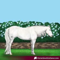 Horse Color:Cremello Dun Sabino Appaloosa 