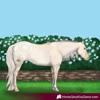 Horse Color:Palomino Pearl Dun Sabino Blanket 