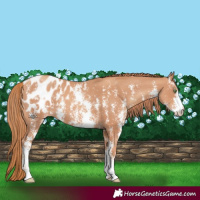 Horse Color:Gold Champagne Sabino Appaloosa 