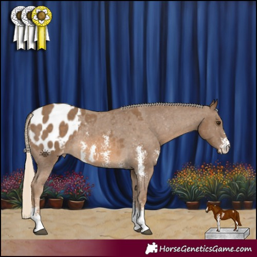Horse Color:Chocolate Palomino Sabino Blanket Rabicano 