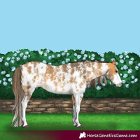 Horse Color:Buckskin Sabino Blanket 