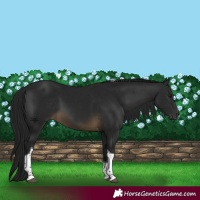 Horse Color:Gray Buckskin Tobiano 
