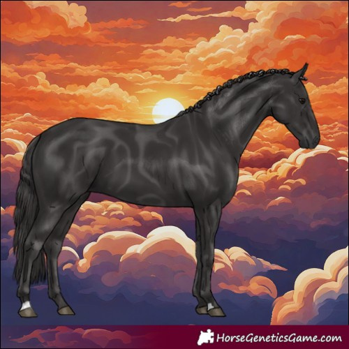 Horse Color:Smoky Black 