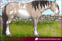 Horse Color:White Spotted Amber Champagne Dun Sabino Frame Rabicano